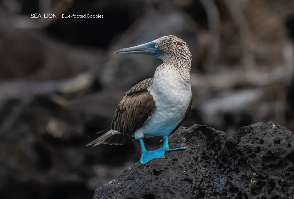 North-Seymour-Blue-footed-boobies