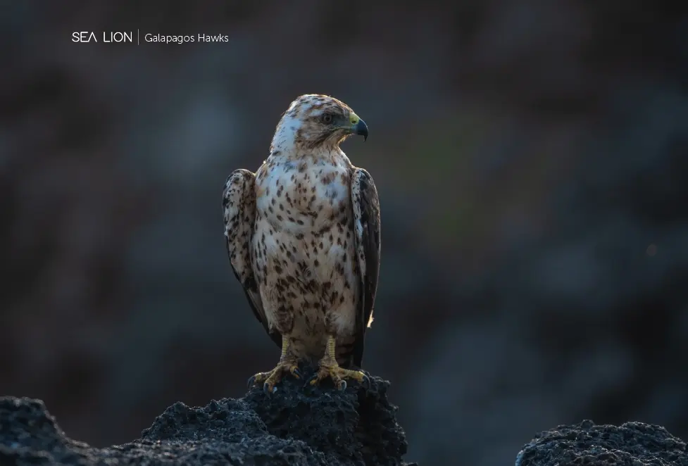 Santa-Fe-Galapagos-Hawks