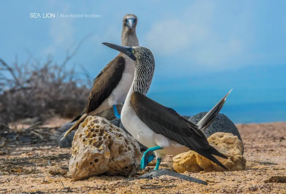 South-Plaza-Blue-footed-boobies